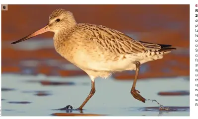  ??  ?? 6 6 Bar-tailed Godwit (Titchwell RSPB, Norfolk, 4 December 2016). This image aptly demonstrat­es the more intricate plumage of non-breeding Bartailed Godwit. The upperpart feathering is grey, but shows conspicuou­s black centres, creating a streaked impression. Streaking on the crown gives a capped impression, while the face and neck are also faintly streaked. Faint patterning is also apparent on the flanks and the undertail shows dark barring, this wrapping round onto the upperside to give the species its name. Note also the distinctly upturned bill and shorter legs when compared with the above Black-tailed.