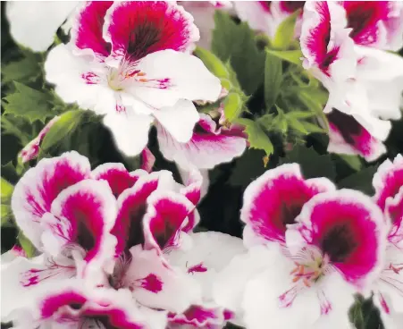  ?? — POSTMEDIA NEWS FILES ?? A pansy geranium is another name for the Martha Washington or Regal geranium.