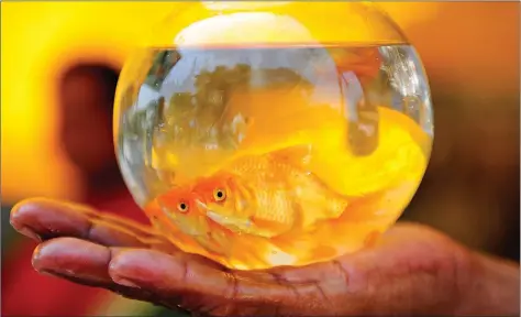  ??  ?? A vendor displays goldfish in a glass bowl at a weekend market in Chennai on Friday.