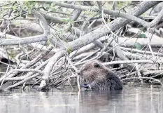  ??  ?? Branching out? Bid to find if beavers have set up home here. Right, beavering activity on the banks on the River Tay