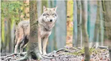  ?? FOTO: DPA ?? Wölfe sollen künftig „vergrämt“oder „entnommen“werden.