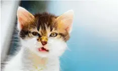  ?? Foto: Konstianty­n, Fotolia ?? Mehr als die Hälfte aller Katzenbiss­e infiziert sich und kann dann sehr gefährlich für den Gebissenen werden.