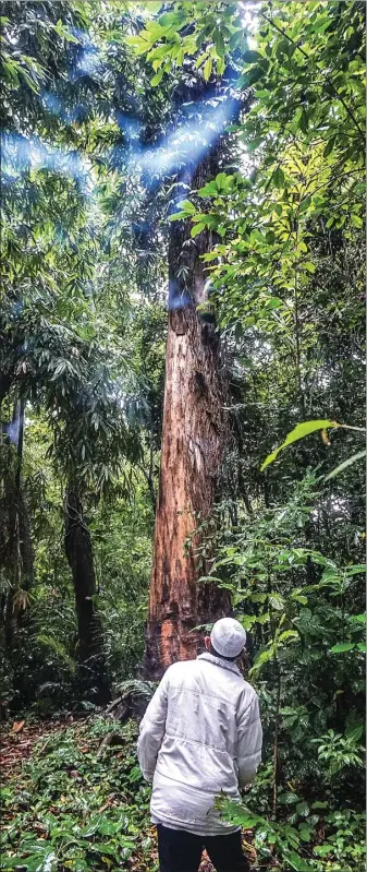  ??  ?? ASA WISESA BETARI/JAWA POS KAYU WANGI: Pohon gaharu di hutan larangan yang diperkirak­an berumur lebih dari seratus tahun. Pohon itu hanya boleh ditebang untuk keperluan adat. Gaharu juga bisa digunakan sebagai bahan baku wewangian.