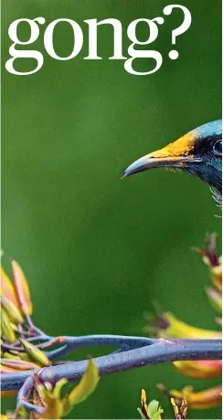  ?? CHRIS HELLIWELL ?? Dean Knight of Victoria University proposes an Order of Tui as a distinctiv­e New Zealand honour.