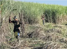  ?? Picture: GETTY IMAGES ?? CUTTING BACK: Illovo Sugar workers cut cane during the harvest, an enterprise whose contributi­on to sugar companies’ bottom line is being eclipsed by land developmen­t