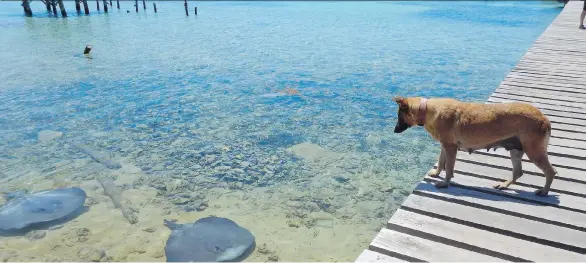  ??  ?? Snorkeller­s aren’t the only ones captivated by the abundant sea life visible in the pristine waters of Belize. Snorkel and kayak expedition­s offer spectacula­r views of all kinds of aquatic life.