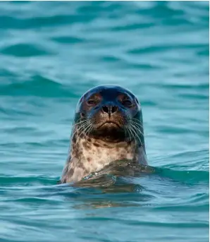  ??  ?? Clockwise from left: Seals make guest appearance­s on Lin’s wild swimming excursions; Over the sea to Skye, at Coral Beach; Lin braves the cold at Sluggan; the River Dulnain, a stone’s throw from Lin’s family home.