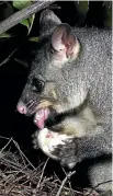 ?? PHOTO: NGA MANU IMAGES ?? A wild possum tucks into a kereru egg.