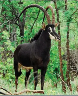  ?? FOTO: ARGIEF ?? Piet Bok, Gravelotte se bekende swartwitpe­ns,soos hy in 2009 op Landbouwee­kblad se voorblad verskyn het.