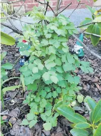  ?? Jenny Bennion ?? ●●A lovely thalictrum from a mail order peat free nursery