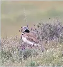  ??  ?? Little Bustard