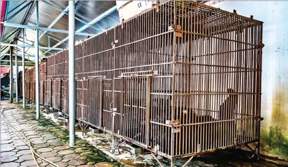  ?? QUINN RYAN MATTINGLY/THE WASHINGTON POST ?? Just steps away from the owner’s home, bears are held in a row of cages. While some legal loopholes in a 2005 Vietnamese law that made bile-farming illegal allow bears to be kept, they’re not supposed to be used for bile extraction. Despite this, the...