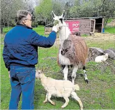  ??  ?? Bez taláru Chomutovsk­ý soudce Ivan Novák má teď spoustu času. Tráví ho převážně tím, že krmí své stádo lam a dalších zvířat na louce za domem, kde bydlí. V březnu ho ministr spravedlno­sti Robert Pelikán dočasně zprostil výkonu soudcovské funkce. Podle...