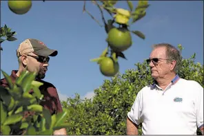  ?? AP/FEDERICA NARANCIO ?? Fred Gmitter, a geneticist at the University of Florida Citrus Research and Education Center, right, visits a citrus grower in an orange grove affected by citrus greening disease in Fort Meade, Fla., in September.