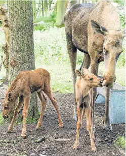  ?? Picture: SWNS. ?? Toffee the elk and her third set of twins.