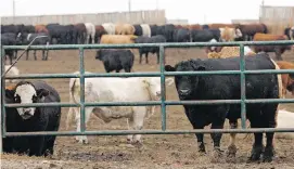  ??  ?? Cattle await their fate at a feedlot near Brooks, Alta.,