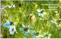  ??  ?? Deadhead annual flowers to encourage more