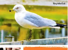  ??  ?? Ring-billed Gull