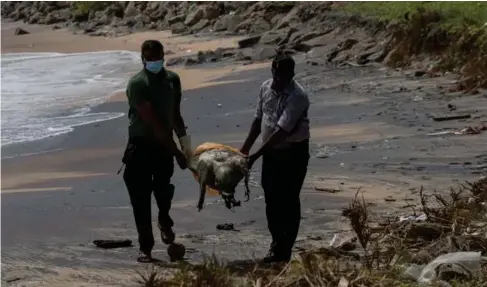  ??  ?? Wi l d l ife workers remove the decomposed remains of a turt l e near Co l ombo (AP)