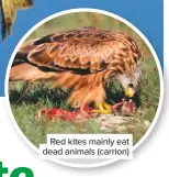  ??  ?? Red kites mainly eat dead animals (carrion)