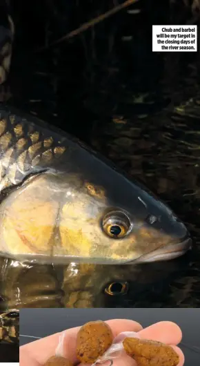  ??  ?? Chub and barbel will be my target in the closing days of the river season.