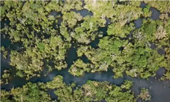  ?? (PHILIPPE NICOLET) ?? La canopée amazonienn­e. La vapeur d’eau s’en échappe pour monter jusqu’à 4000 mètres d’altitude.