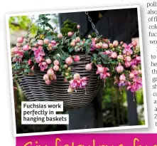  ??  ?? Fuchsias work perfectly in hanging baskets