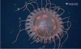  ?? ?? A new species of deep-sea crown jelly, Atolla reynoldsi, discovered by MBARI researcher­s. Photograph: © 2014 MBARI