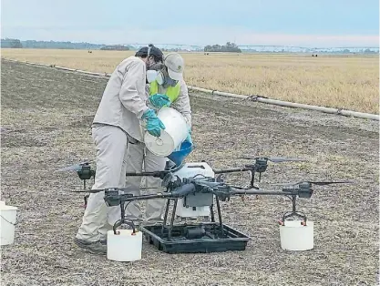  ?? ?? Selectivos. Los drones se utilizan para aplicacion­es en parcelas de ensayos para el desarrollo de semillas.