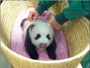  ?? TOKYO ZOOLOGICAL PARK SOCIETY VIA REUTERS ?? The panda cub, which was born in June, is seen on Friday in this handout photo.