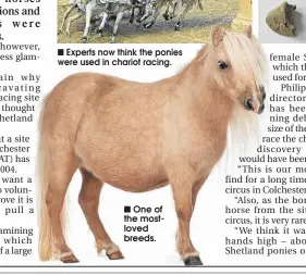  ??  ?? Experts now think the ponies were used in chariot racing.
One of the mostloved breeds.