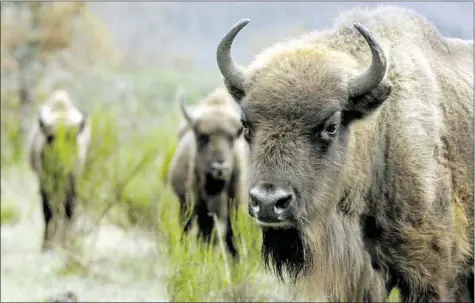  ?? BRÁGIMO ?? Ejemplares de bisonte europeo, una especie idónea para prevenir incendios forestales.