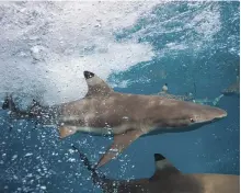  ?? Getty ?? The blacktip reef shark is found in the UAE’s waters