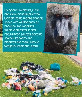 Co-existing with baboons: how to make life easier - PressReader