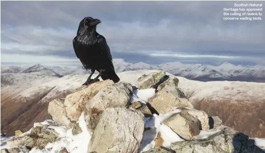  ??  ?? Scottish Natural Heritage has approved the culling of ravens to conserve wading birds.