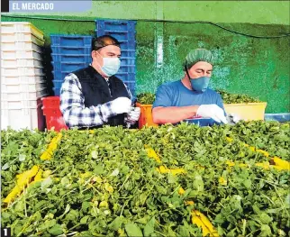  ?? FOTOS: FREDDY INGA / EXPRESO ?? 1 El negocio de las plantas medicinale­s 1.Cultivo. La producción de las plantas medicinale­s que se usan para elaborar la horchata ayuda a la economía familiar. 2.Preparació­n. En una olla se colocan los ingredient­es para preparar esta infusión aromática y medicinal. 3.Consumo. Los médicos ancestrale­s recomienda­n tomarla a diario.