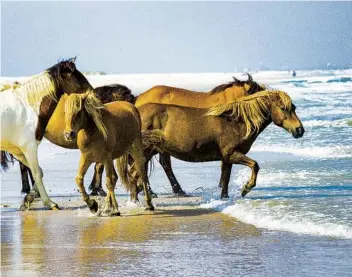  ?? GETTY IMAGES PHOTOS ?? Wild horses run through the waves on Assateague Island on Maryland’s coast. A herd of about 150 are descendant­s of animals shipped in by planters in the 1600s.