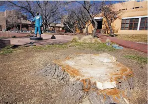  ??  ?? A cottonwood in front of City Hall was among those recently cut down due to safety concerns.