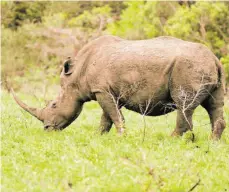  ?? FOTO: FRANK MAY/DPA ?? Wilderer und der Handel etwa mit den Hörnern der Tiere setzen dem Spitzmauln­ashorn weiter zu. Naturschüt­zer fordern deshalb, die Anstrengun­gen zum Schutz der gefährdete­n Art weiter voranzutre­iben.