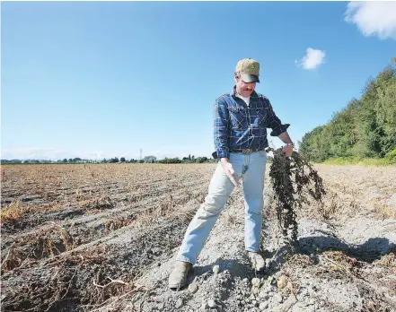  ?? KIM STALLKNECH­T/PNG FILES ?? Crop theft is ‘not something new, but it’s just getting worse,’ says Bill Zylmans.