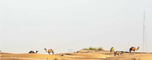  ?? FOTO: DPA ?? Kamele stehen in der Wüste vor Dubai, hinten rechts ist das Burj Khalifa zu sehen, das höchste Gebäude der Welt.