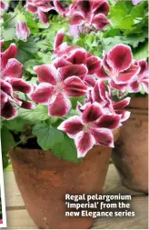  ??  ?? Regal pelargoniu­m ‘Imperial’ from the new Elegance series