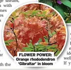  ?? ?? FLOWER POWER: Orange rhododendr­on ‘Gibraltar’ in bloom