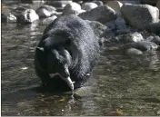  ?? RICH PEDRONCELL­I — THE ASSOCIATED PRESS FILE ?? A Black Bear eats a Kokanee salmon it caught in the Taylor Creek in South Lake Tahoe on Oct. 24, 2017.