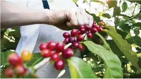  ?? — Tourism and Events Queensland ?? At the Green Lane Coffee Plantation, every coffee cherry is picked by hand only when it is fully ripe.