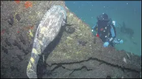  ?? CONTRIBUTE­D BY MATT HATLEY ?? The wreck of the Dixie Arrow, an oil tanker that sank in 1942 near the Hatteras Inlet, is a favorite of divers, who often encounter the local sea creatures.