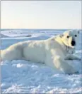  ??  ?? Previous attempts to estimate polar bear metabolism were based on certain assumption­s that turned out to be false AP