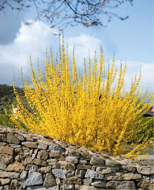  ??  ?? Sheltered against a wall, intense yellow spikes of Forsythia x intermedia ‘Lynwood’ pierce the spring sky.