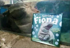  ?? JOHN MINCHILLO — THE ASSOCIATED PRESS ?? Fiona, a baby Nile Hippopotam­us, sleeps in her enclosure beside a copy of “Saving Fiona,” posed for a photograph at the Cincinnati Zoo & Botanical Garden, in Cincinnati.