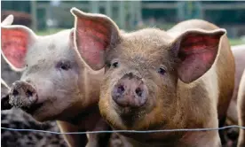  ?? Charity Burggraaf/Getty Images ?? In 2016 Massachuse­tts voters required their farmers to give chickens, pigs and calves enough room to stand up, lie down, extend their limbs and turn around freely. Photograph: